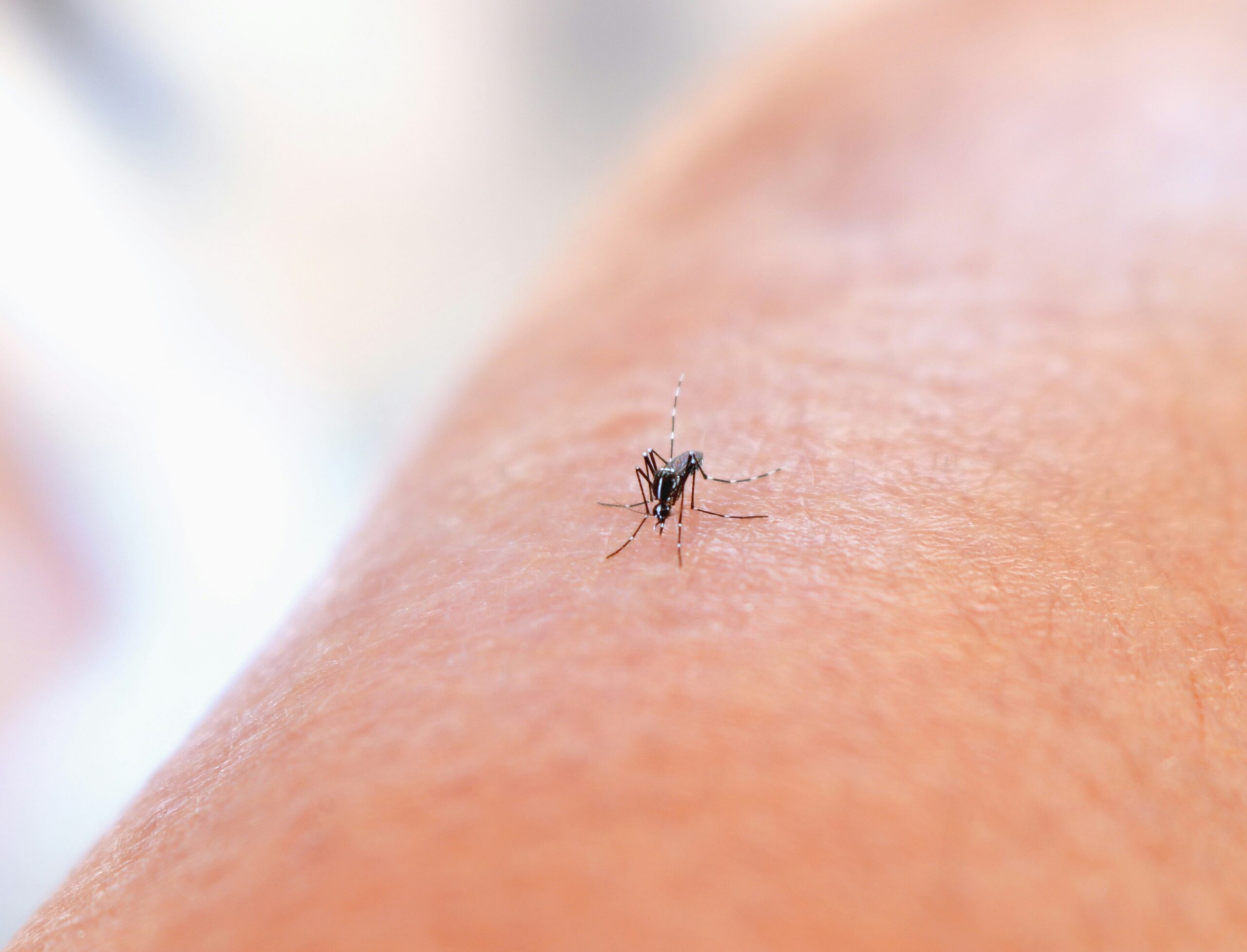 a close up of a mosquito on a person's arm